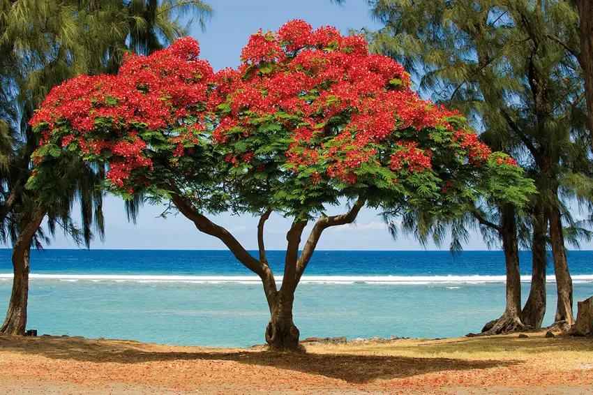 Flamboyant Rouge de la R union photos d un arbre  